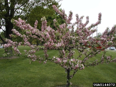 crabapple and apple, Malus spp.  (Rosales: Rosaceae) - 5144072