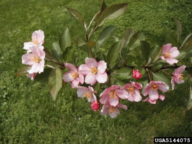 crabapple and apple, Malus spp.  (Rosales: Rosaceae) - 5144075