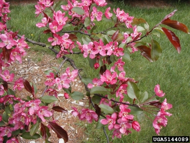 crabapple and apple, Malus spp.  (Rosales: Rosaceae) - 5144089