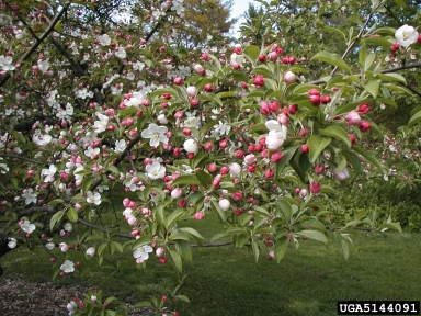 crabapple and apple, Malus spp.  (Rosales: Rosaceae) - 5144091