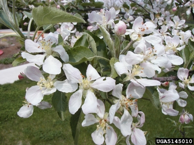 crabapple and apple, Malus spp.  (Rosales: Rosaceae) - 5145010