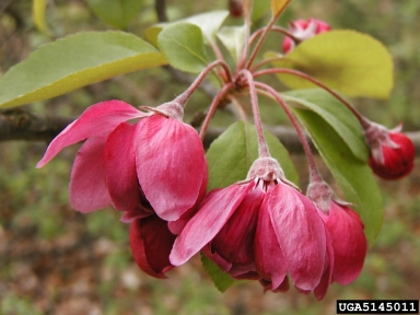 crabapple and apple, Malus spp.  (Rosales: Rosaceae) - 5145011