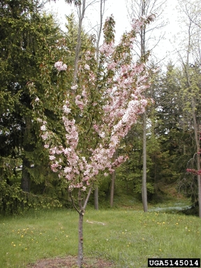 crabapple and apple, Malus spp.  (Rosales: Rosaceae) - 5145014