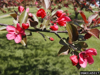crabapple and apple, Malus spp.  (Rosales: Rosaceae) - 5145017