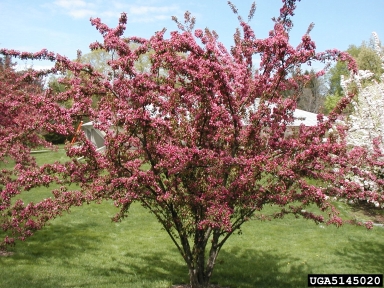 crabapple and apple, Malus spp.  (Rosales: Rosaceae) - 5145020
