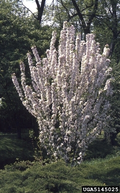 crabapple and apple, Malus spp.  (Rosales: Rosaceae) - 5145025
