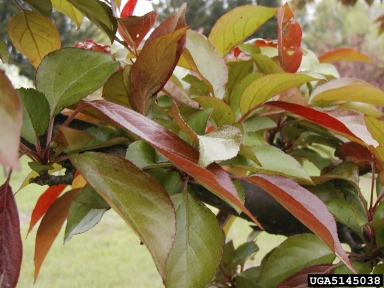 crabapple and apple, Malus spp.  (Rosales: Rosaceae) - 5145038