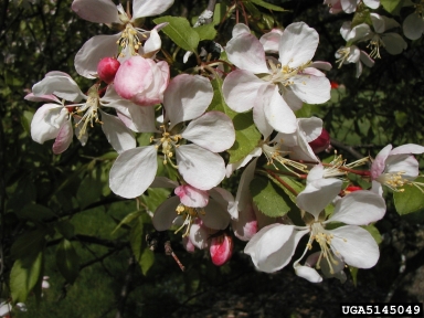 crabapple and apple, Malus spp.  (Rosales: Rosaceae) - 5145049