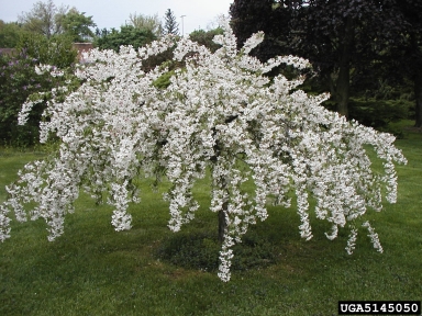 crabapple and apple, Malus spp.  (Rosales: Rosaceae) - 5145050