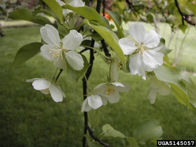 Japanese flowering crabapple, Malus floribunda  (Rosales: Rosaceae) - 5145057