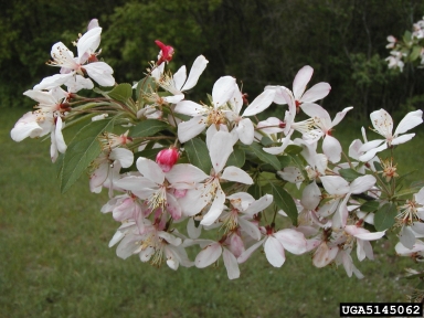 Hall crab apple, Malus halliana  (Rosales: Rosaceae) - 5145062