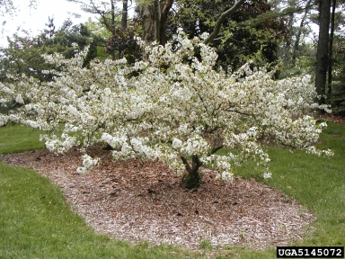 Sargent's apple, Malus sargentii  (Rosales: Rosaceae) - 5145072