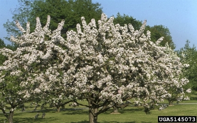crabapple, Malus x scheideckeri  (Rosales: Rosaceae) - 5145073
