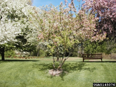 crabapple, Malus x scheideckeri  (Rosales: Rosaceae) - 5145076