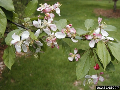 crabapple, Malus zumi  (Rosales: Rosaceae) - 5145077