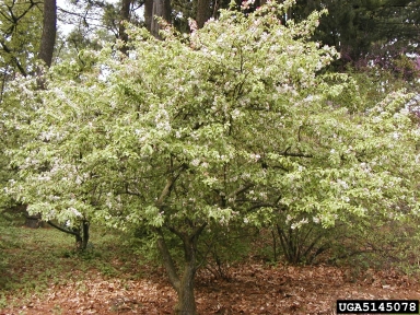 crabapple, Malus zumi  (Rosales: Rosaceae) - 5145078