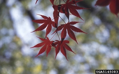 Japanese maple, Acer palmatum  (Sapindales: Aceraceae) - 5145083