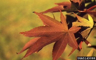 Japanese maple, Acer palmatum  (Sapindales: Aceraceae) - 5145088