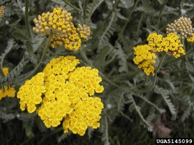 yarrow, Achillea spp.  (Asterales: Asteraceae) - 5145099