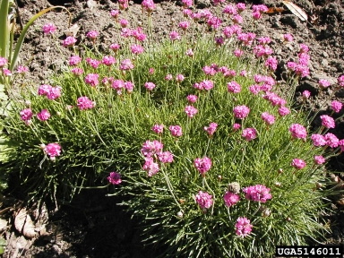 thrift seapink, Armeria maritima  (Plumbaginales: Plumbaginaceae) - 5146011