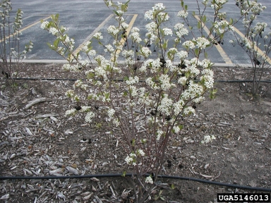 red chokeberry, Photinia pyrifolia  (Rosales: Rosaceae) - 5146013
