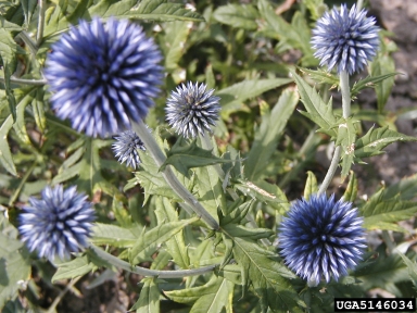 southern globethistle, Echinops ritro  (Asterales: Asteraceae) - 5146034
