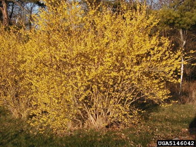 early forsythia, Forsythia ovata  (Scrophulariales: Oleaceae) - 5146042