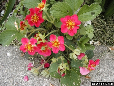 strawberry, Fragaria spp.  (Rosales: Rosaceae) - 5146048