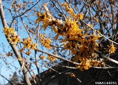 Chinese witch-hazel, Hamamelis mollis  (Hamamelidales: Hamamelidaceae) - 5146051