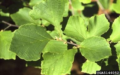 Chinese witch-hazel, Hamamelis mollis  (Hamamelidales: Hamamelidaceae) - 5146052