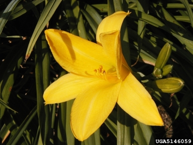 daylily, Hemerocallis spp.  (Liliales: Liliaceae) - 5146059