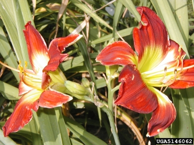 daylily, Hemerocallis spp.  (Liliales: Liliaceae) - 5146062