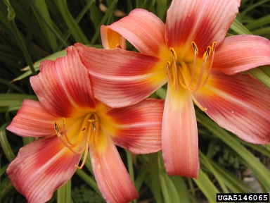 daylily, Hemerocallis spp.  (Liliales: Liliaceae) - 5146065