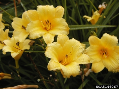 daylily, Hemerocallis spp.  (Liliales: Liliaceae) - 5146067