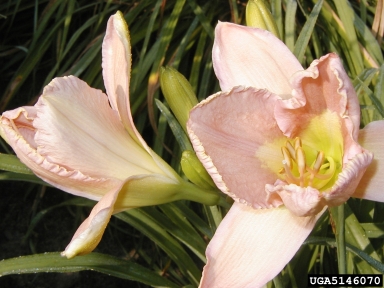 daylily, Hemerocallis spp.  (Liliales: Liliaceae) - 5146070