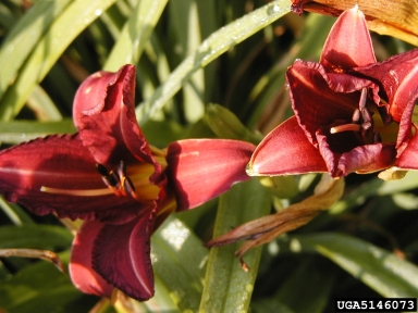 daylily, Hemerocallis spp.  (Liliales: Liliaceae) - 5146073