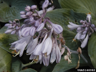 hosta, Hosta spp.  (Liliales: Liliaceae) - 5146082