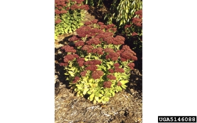 stonecrop, Hylotelephium spp.  (Rosales: Crassulaceae) - 5146088