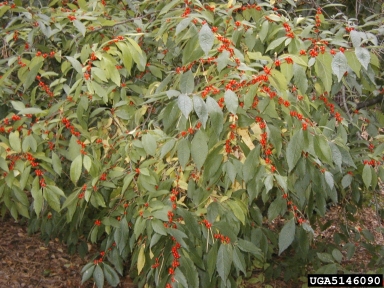 common winterberry, Ilex verticillata  (Celastrales: Aquifoliaceae) - 5146090