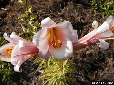 lily, Lilium spp.  (Liliales: Liliaceae) - 5147002