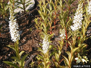 loosestrife, Lysimachia spp.  (Primulales: Primulaceae) - 5147005