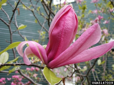 magnolia, Magnolia spp.  (Magnoliales: Magnoliaceae) - 5147009
