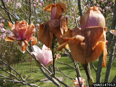 saucer magnolia, Magnolia x soulangiana  (Magnoliales: Magnoliaceae) - 5147013