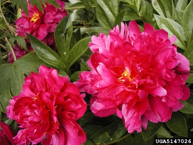 peony, Paeonia spp.  (Dilleniales: Paeoniaceae) - 5147026