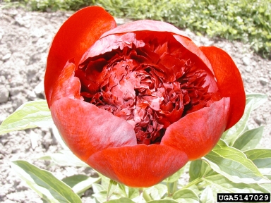 peony, Paeonia spp.  (Dilleniales: Paeoniaceae) - 5147029