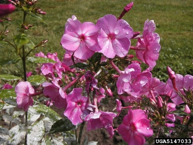 fall phlox, Phlox paniculata  (Solanales: Polemoniaceae) - 5147033