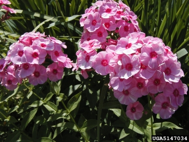 fall phlox, Phlox paniculata  (Solanales: Polemoniaceae) - 5147034