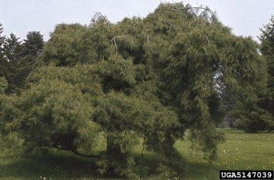 eastern white pine, Pinus strobus  (Pinales: Pinaceae) - 5147039