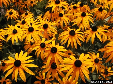 orange coneflower, Rudbeckia fulgida  (Asterales: Asteraceae) - 5147053