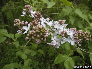 common lilac, Syringa vulgaris  (Scrophulariales: Oleaceae) - 5147058